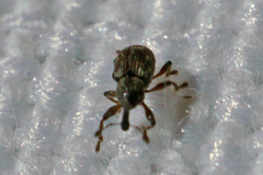 Tanysphyrus lemnae