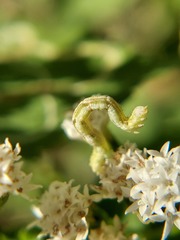Lepidoptera