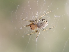 Araniella displicata
