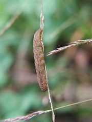 Lepidoptera
