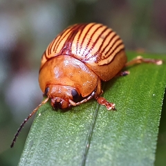 Paropsisterna basalis