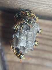 Polistes dominula