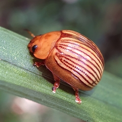 Paropsisterna basalis