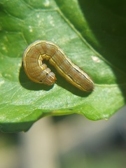 Lepidoptera