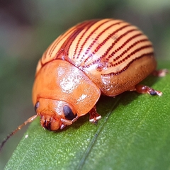 Paropsisterna basalis