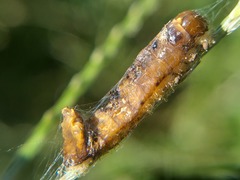 Insecta