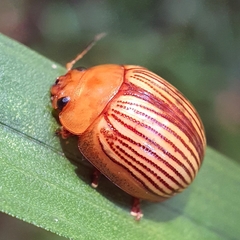 Paropsisterna basalis