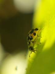 Psyllobora vigintimaculata
