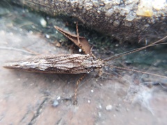 Trichoptera