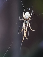 Araneomorphae