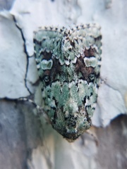 Lacinipolia