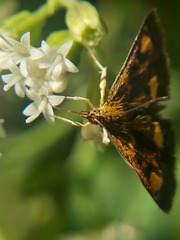 Pyrausta orphisalis