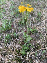 Packera dubia