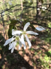 Amelanchier laevis
