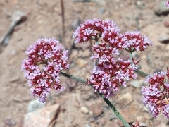 Chorizanthe staticoides