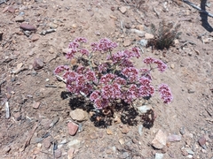 Chorizanthe staticoides