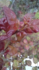 Austropuccinia psidii