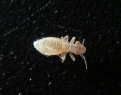 Trogium pulsatorium