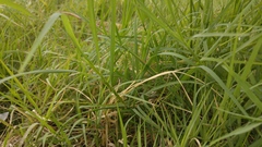 Poaceae