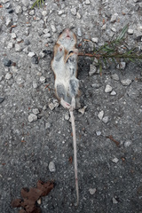 Apodemus flavicollis