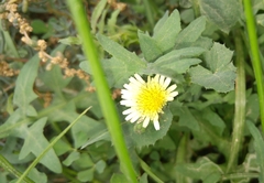 Sonchus oleraceus