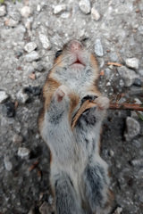 Apodemus flavicollis