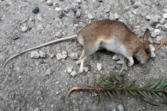 Apodemus flavicollis