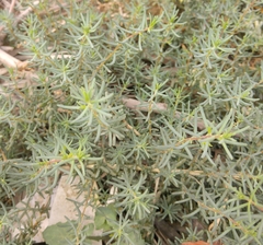 Amaranthaceae