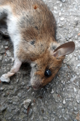 Apodemus flavicollis