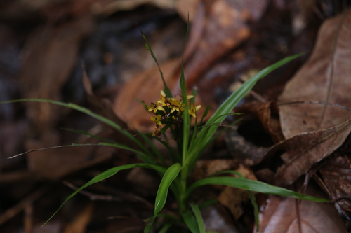 Image of Apostasia wallichii by (c) Hugo Innes, some rights reserved (CC BY)