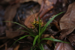 Apostasia wallichii
