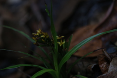 Apostasia wallichii