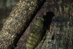 Chlorocysta suffusa