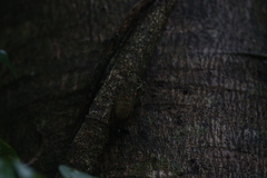 Chlorocysta suffusa