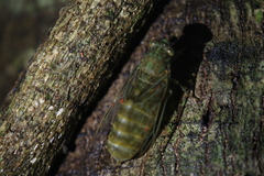 Chlorocysta suffusa