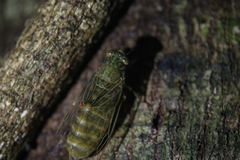 Chlorocysta suffusa