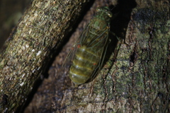 Chlorocysta suffusa