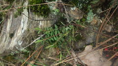 Hypericum linariifolium