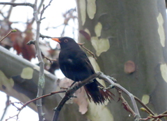 Turdus merula merula