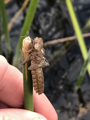 Dendroaeschna conspersa