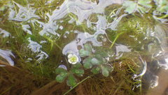 Ranunculus tripartitus