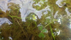Ranunculus tripartitus