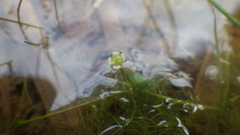 Ranunculus tripartitus