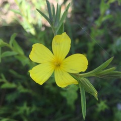 Linum trigynum