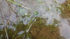 Ranunculus tripartitus