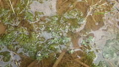 Ranunculus tripartitus