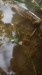 Ranunculus tripartitus