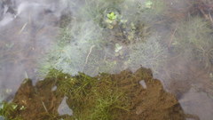 Ranunculus tripartitus