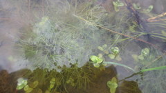 Ranunculus tripartitus