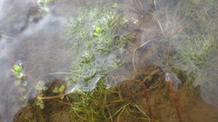 Ranunculus tripartitus